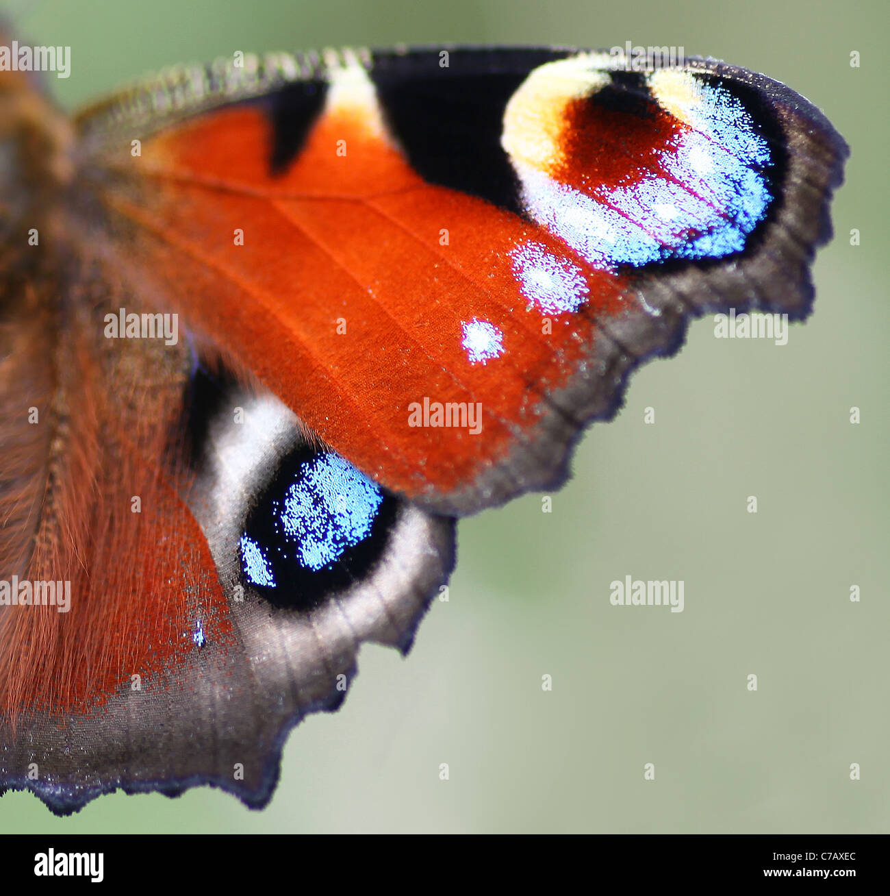 Un primo piano o una macro di un Peacock (Inachis io) o (Nymphalis io) farfalla ala Foto Stock