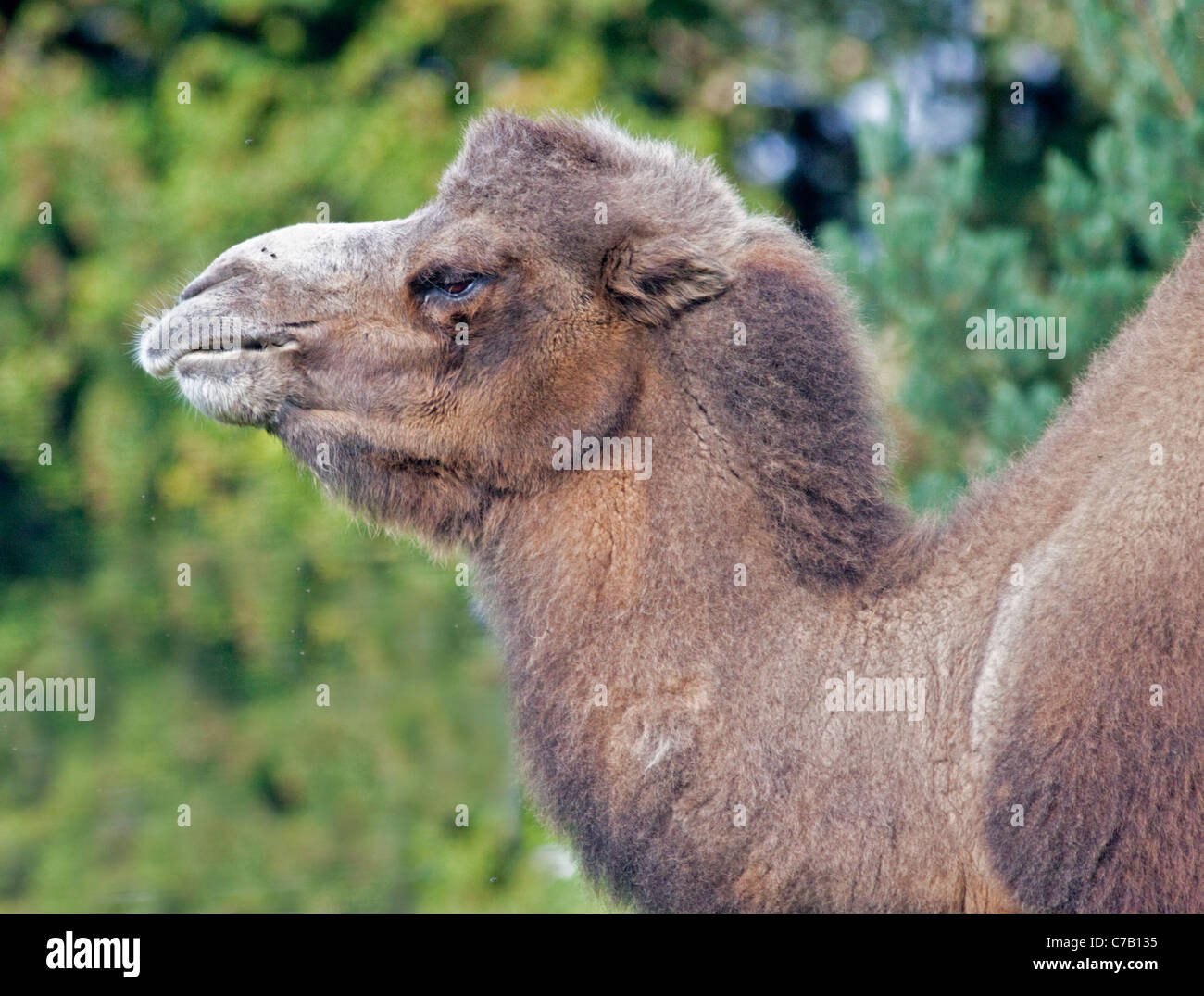 Bactrian Camel (camelus bactrianus) Foto Stock
