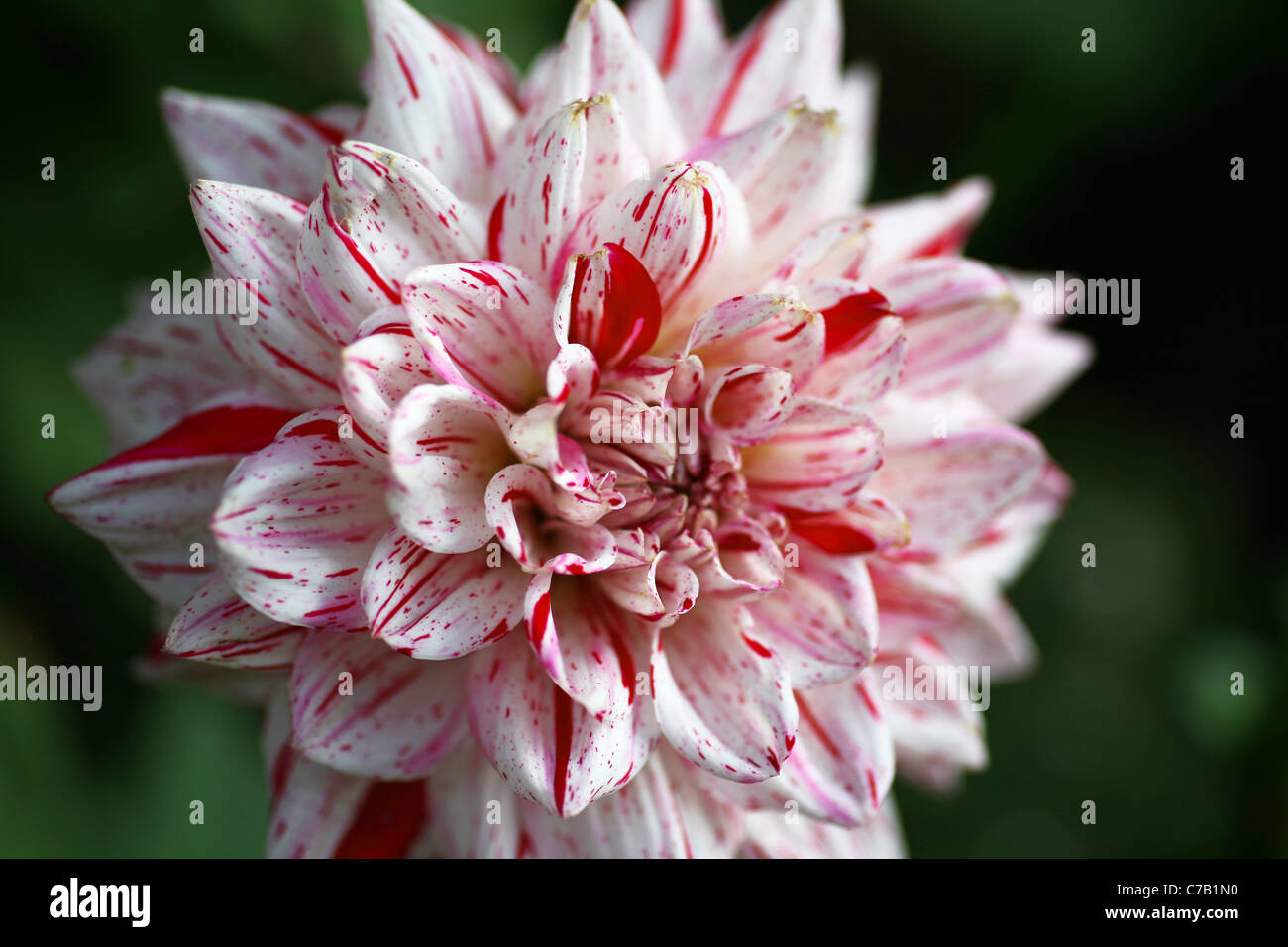 Una rosa e bianco Fiore Dahlia Foto Stock