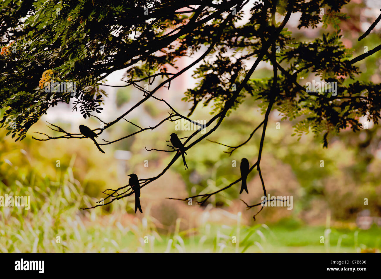 Wjld Drongo cucù in attesa di gruppo per le loro catture sui rami di alberi a Salt Lake-Kolkata-India. Foto Stock