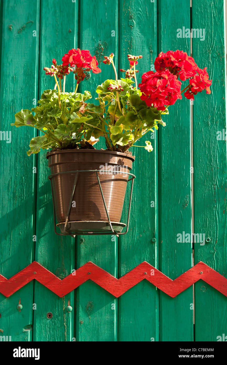 Verniciato di verde persiana con fiore di geranio. Cracovia in Polonia. Foto Stock