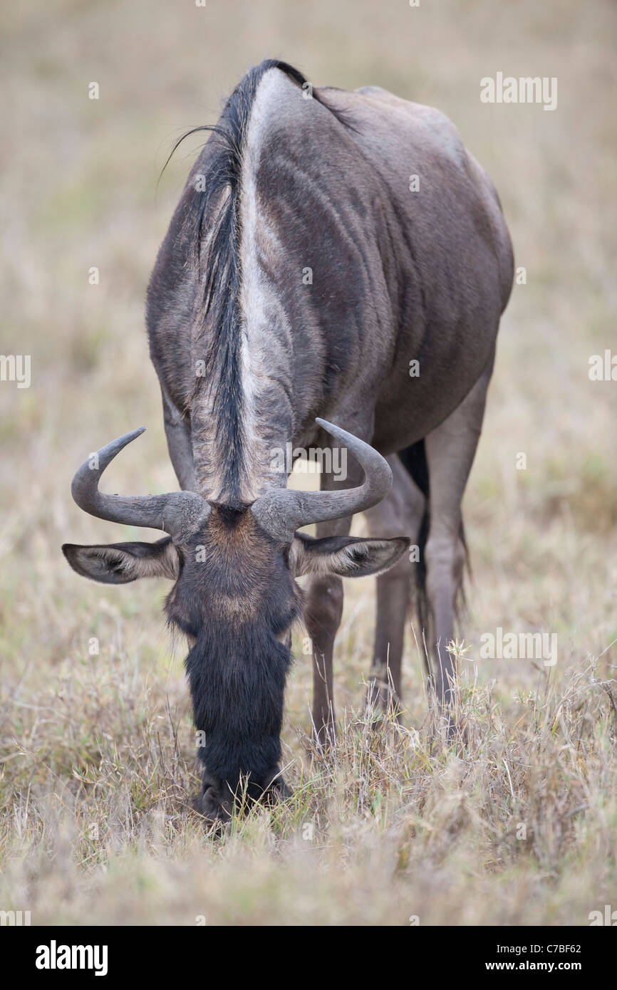 Unico colore blu Gnu ritratto Connochaetes taurinus pascolo e rivolto in avanti nelle pianure in Tanzania Foto Stock