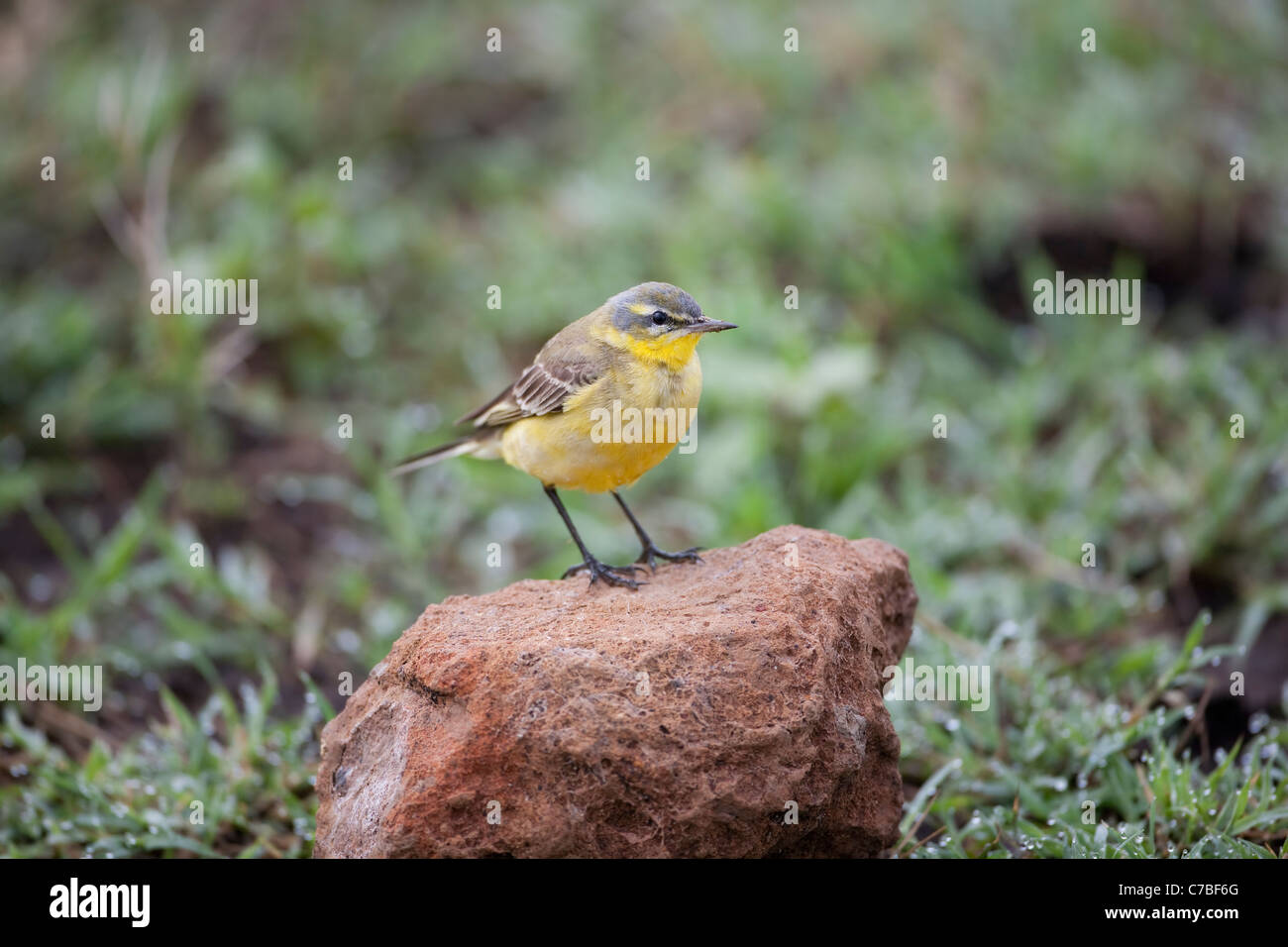 Wagtail giallo Motacilla flava appollaiato su un mattone colorata colorata pietra nel cratere di Ngorongoro in Africa Foto Stock