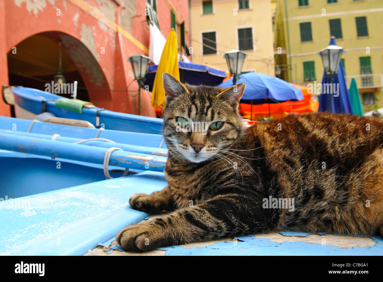 Gatto su una barca presso il villaggio di pescatori Vernazza, Cinque Terre, La Spezia, Liguria, Italia, Europa Foto Stock