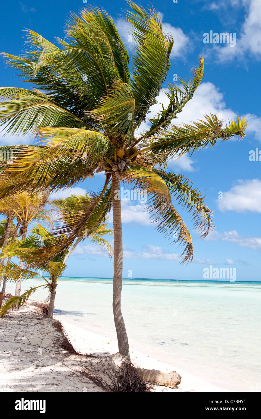 Gli alberi di cocco e acqua cristallina, Cayo Guillermo (Jardines del Rey), Ciego de Avila, Cuba Foto Stock