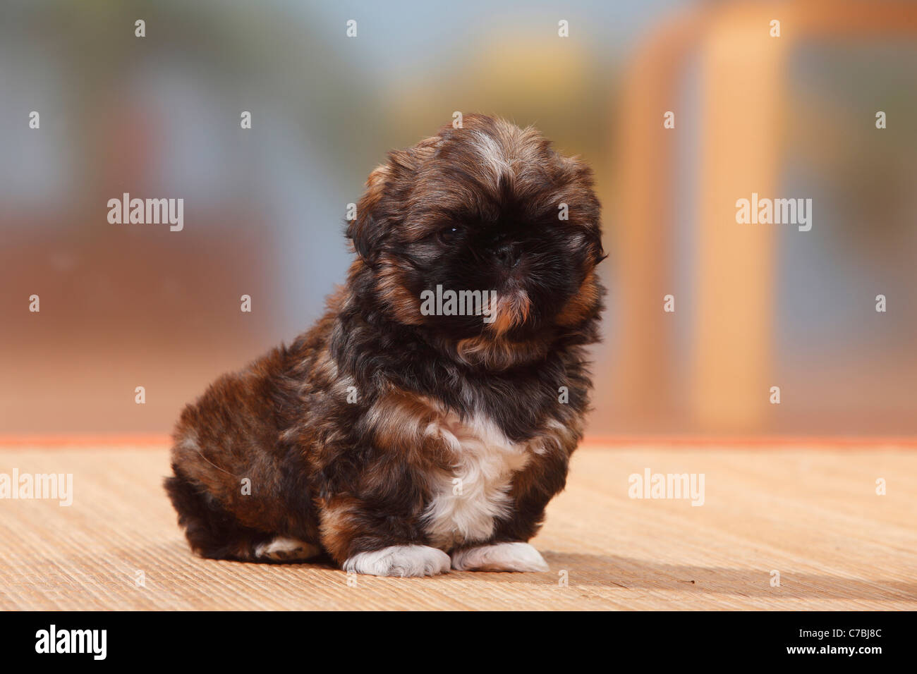 Shih Tzu, cucciolo, 6 settimane Foto Stock