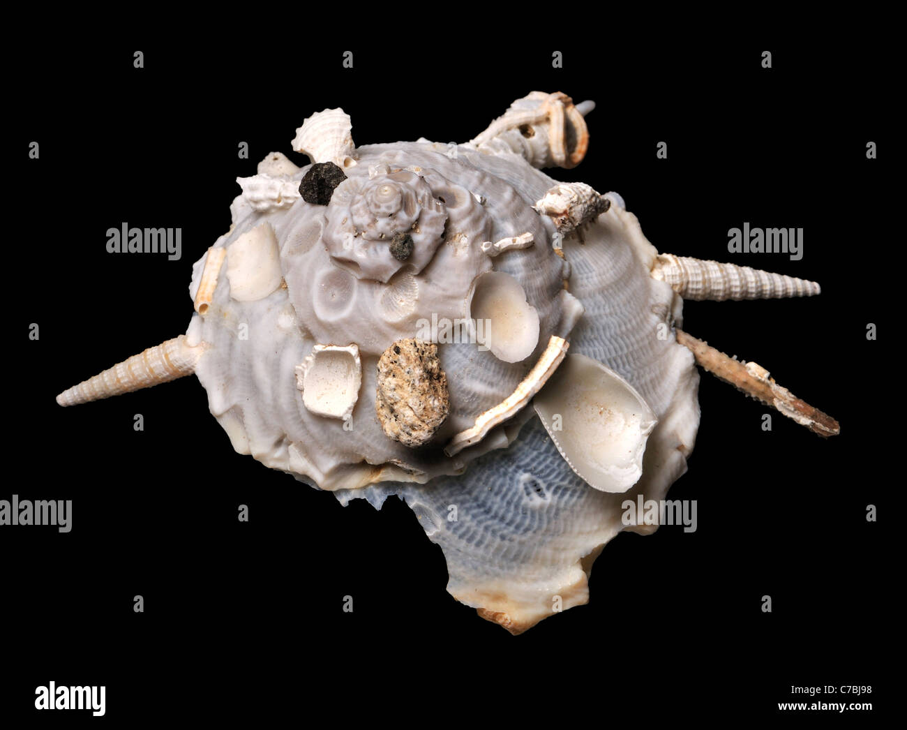 Pallida guscio portante (Xenophora pallidula) Shell che raccoglie altri gusci e detriti sulla loro superficie superiore. c7cm Foto Stock