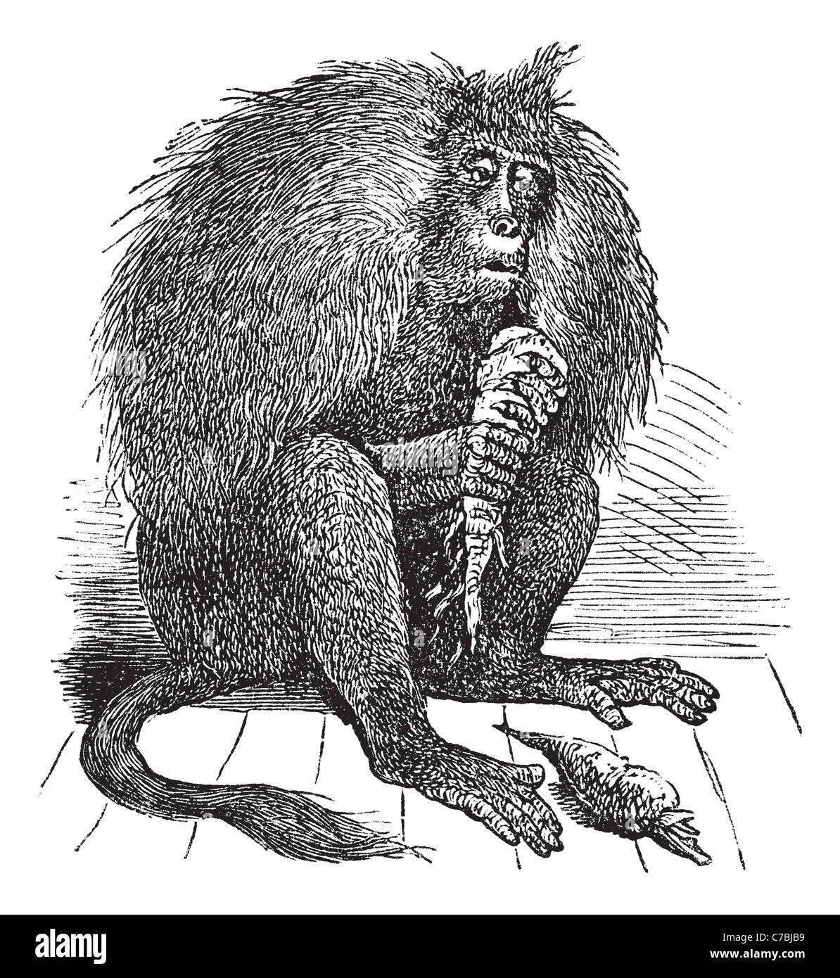 O Gelada Theropithecus gelada o babbuino Gelada, vintage incisione. Vecchie illustrazioni incise di Gelada, mangiando le carote. Foto Stock