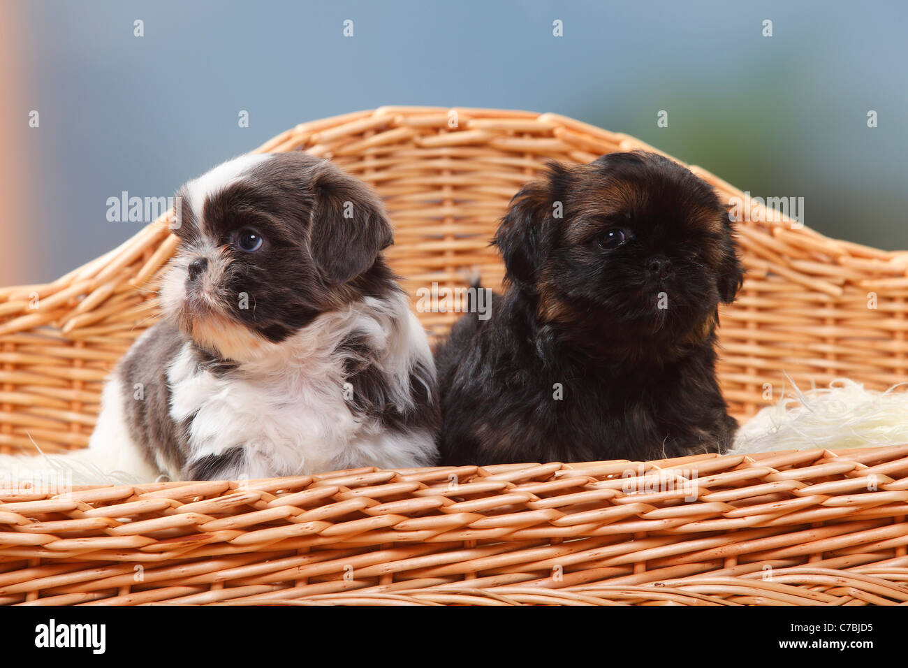 Shih Tzu, cuccioli, 6 settimane Foto Stock