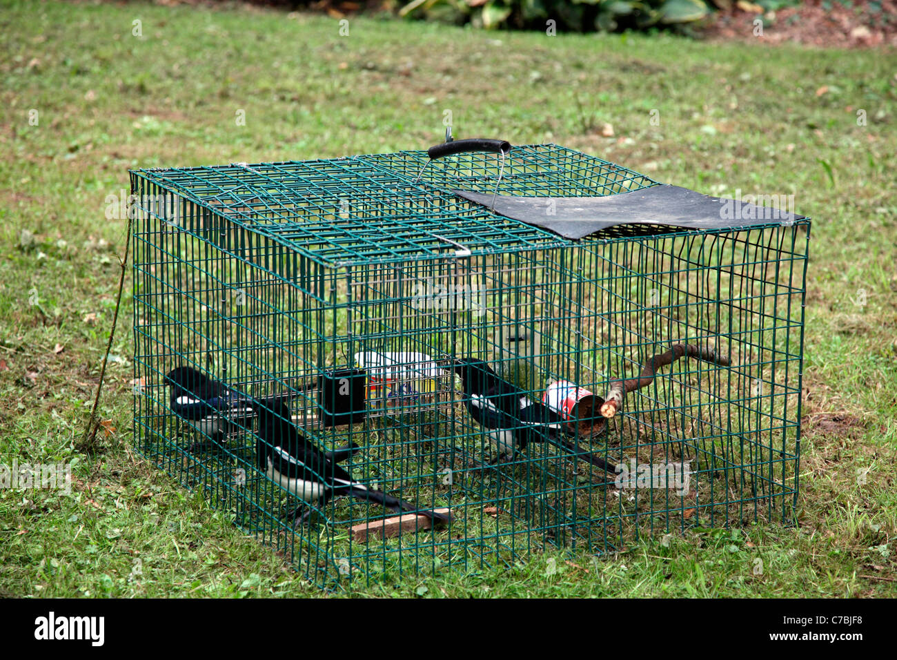 Larsen Trap utilizzato per intrappolare gazze - l'esca Gazza ha attirato  due uccelli selvatici Foto stock - Alamy
