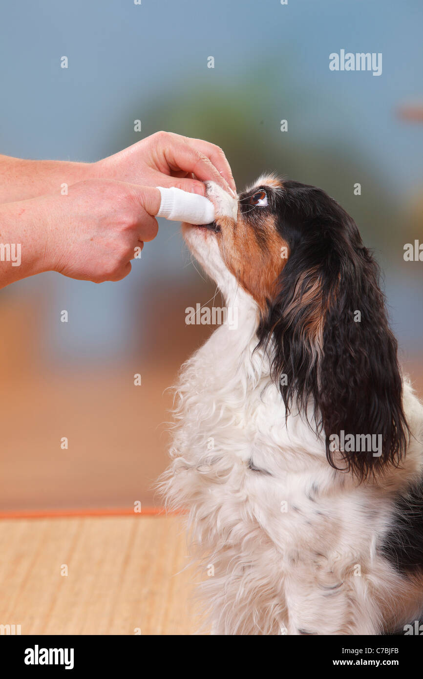 Cavalier King Charles Spaniel, tricolore, avente denti spazzolati con detergente per via orale Foto Stock