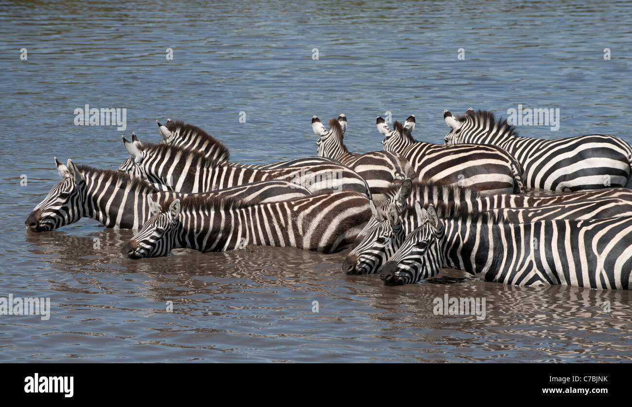 Zebre al Parco Nazionale del Serengeti, Tanzania Africa Foto Stock