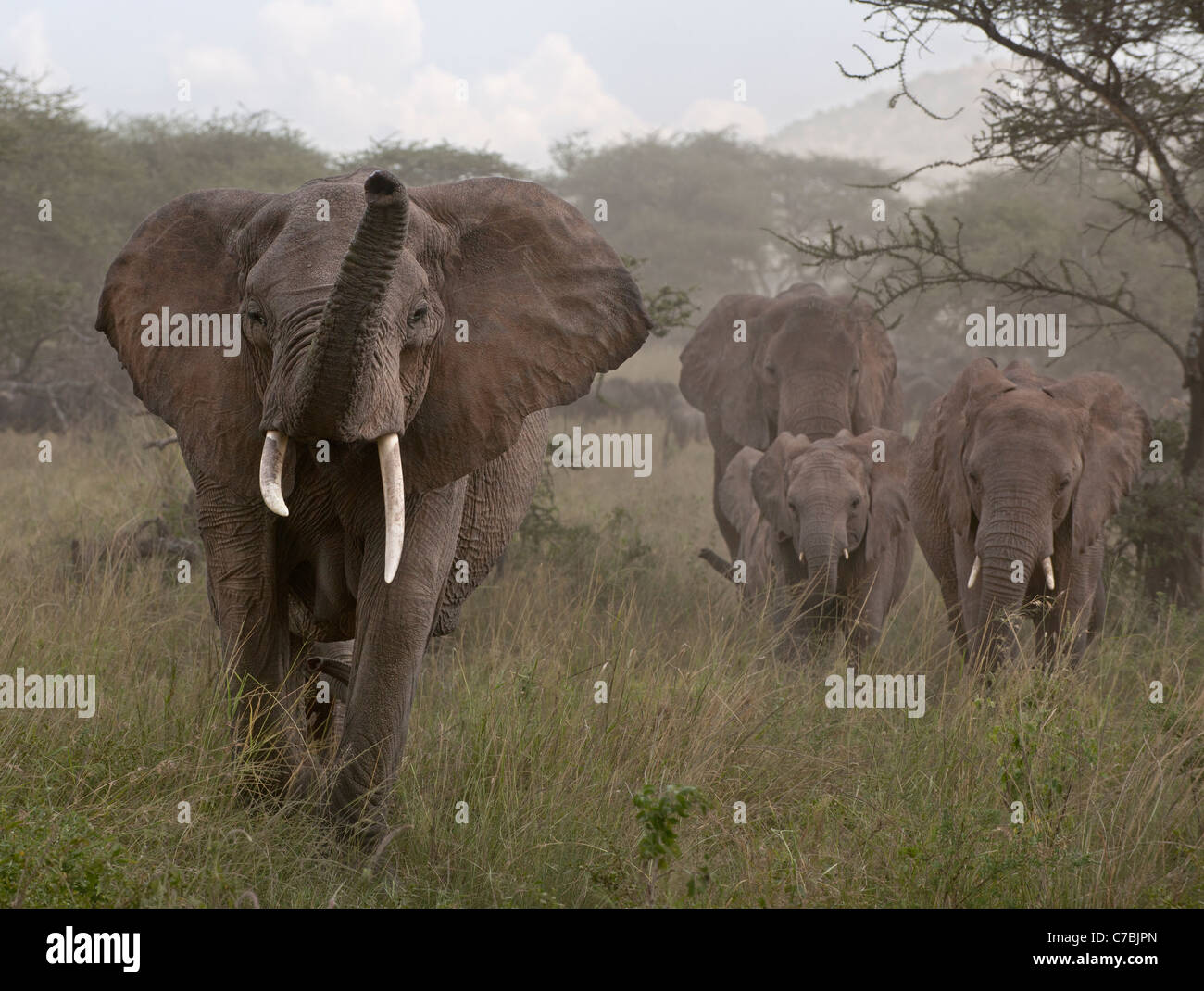 Gli elefanti presso il Parco Nazionale del Serengeti, Tanzania Africa Foto Stock