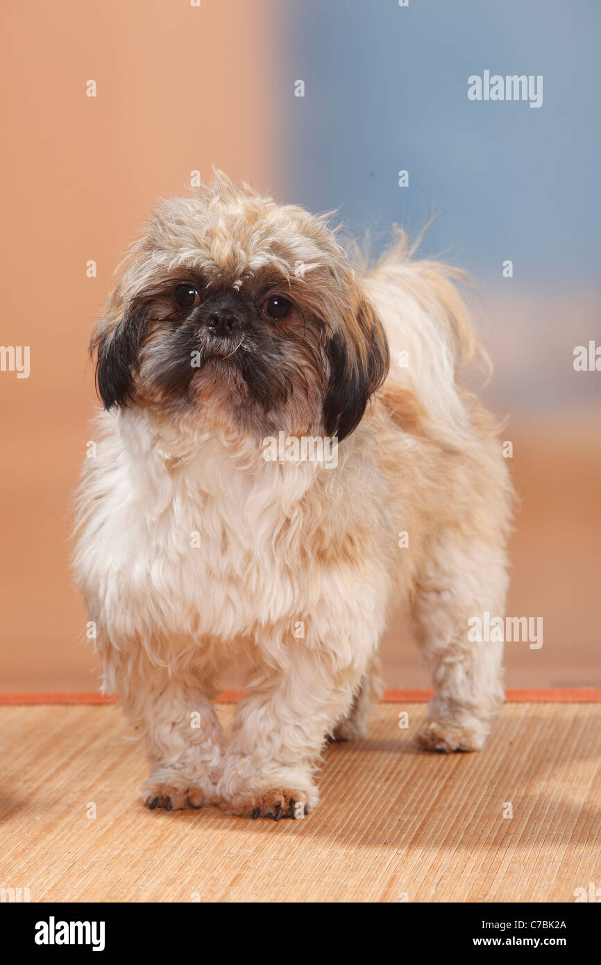 Shih Tzu, tagliata Foto Stock