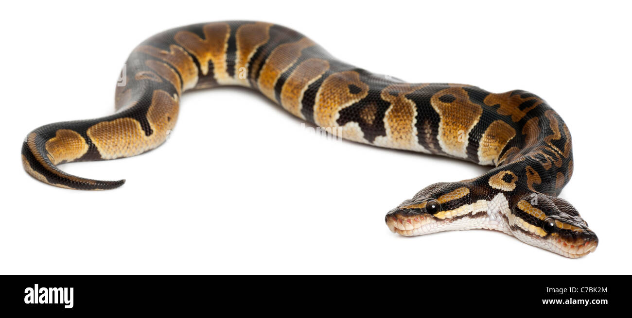 Due intitolata Royal Python o sfera Python Python Regius, 1 anno di età, di fronte a uno sfondo bianco Foto Stock