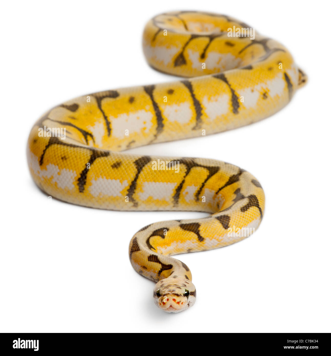 Killerbee femmina Royal Python Python regius, 1 anno di età, di fronte a uno sfondo bianco Foto Stock