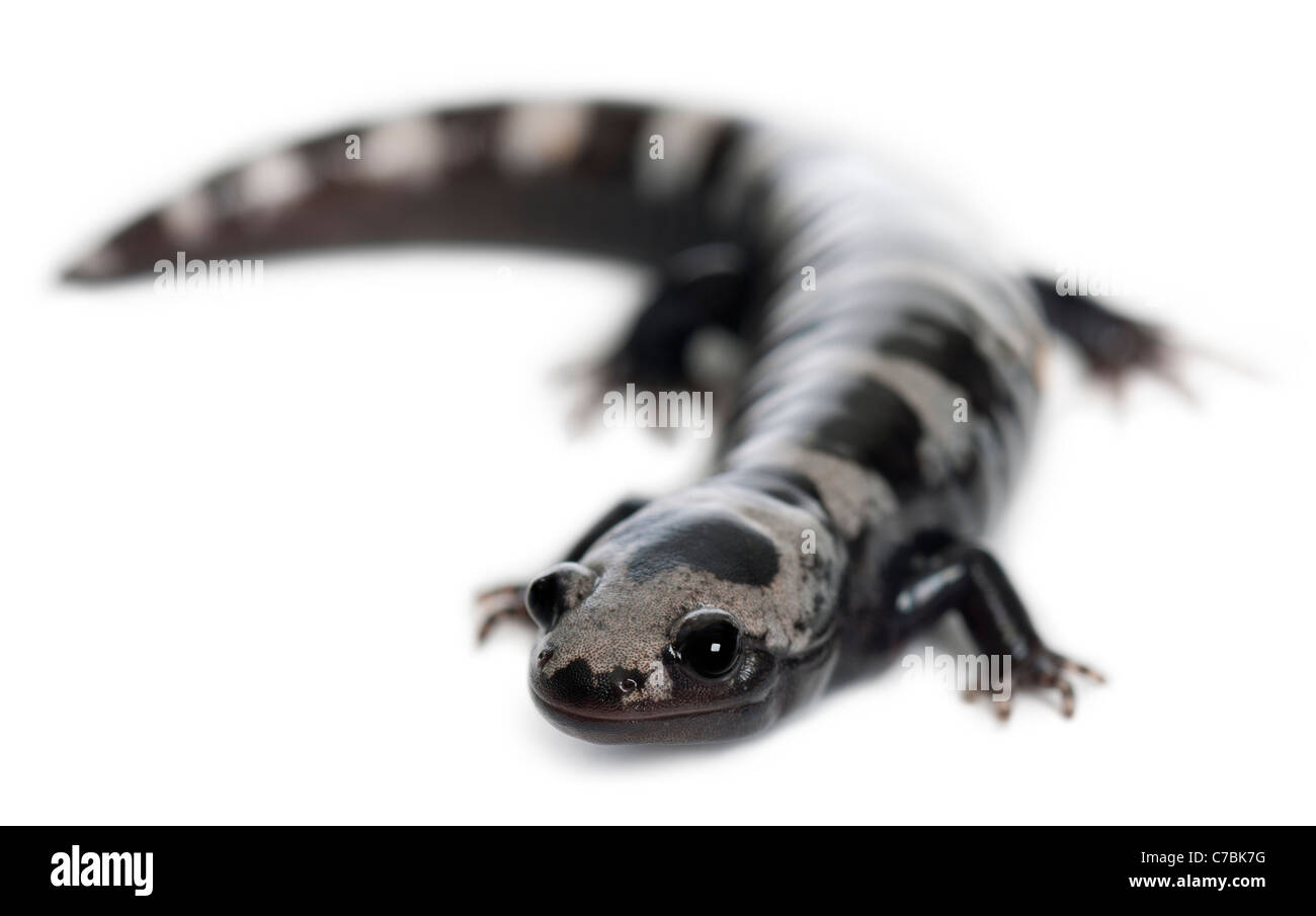 Salamandra in marmo, Ambystoma opacum, di fronte a uno sfondo bianco Foto Stock
