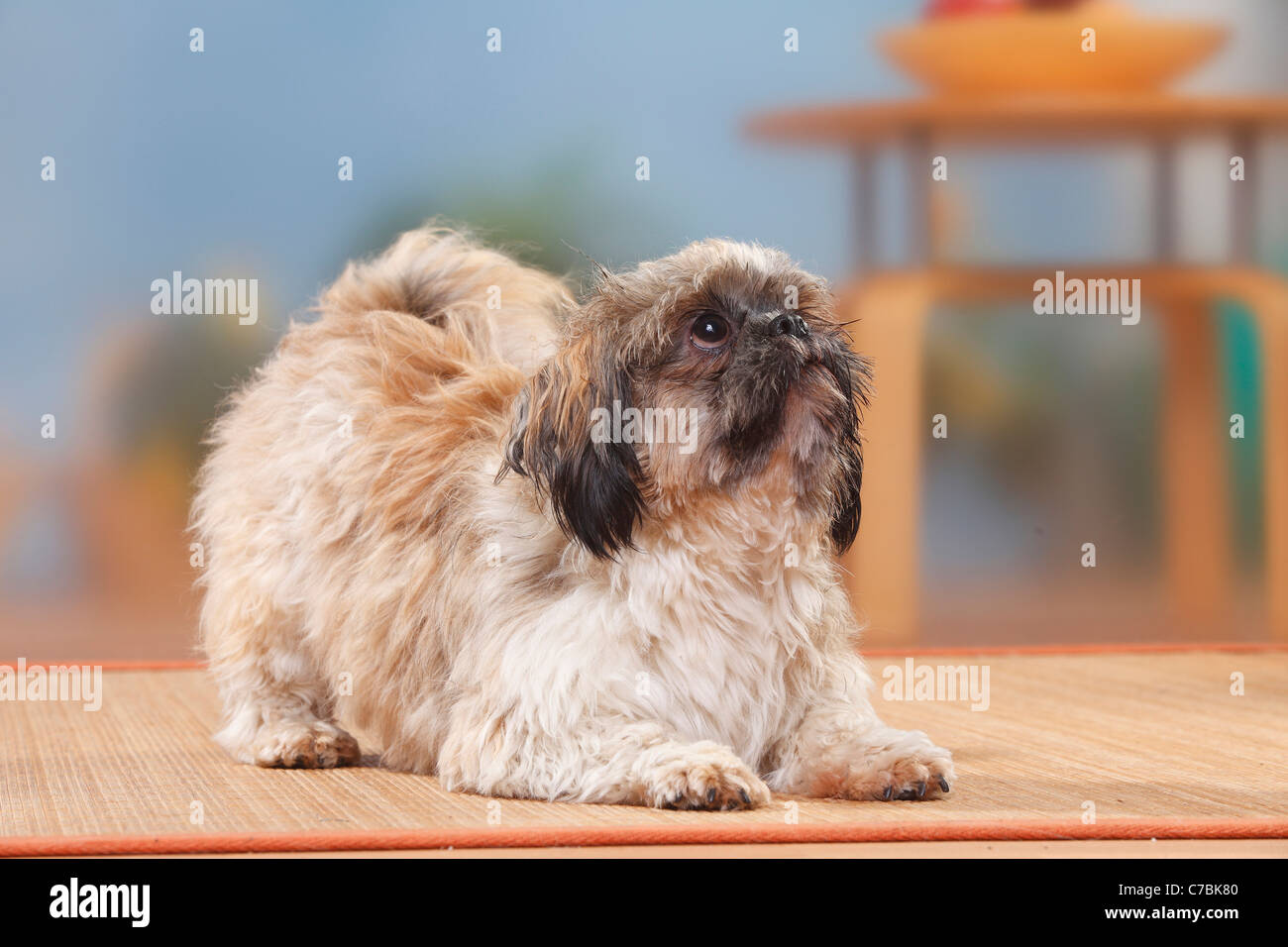 Shih Tzu, tagliata / playbow Foto Stock