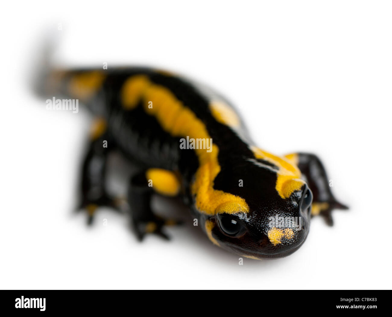 Salamandra pezzata, Salamandra salamandra, di fronte a uno sfondo bianco Foto Stock