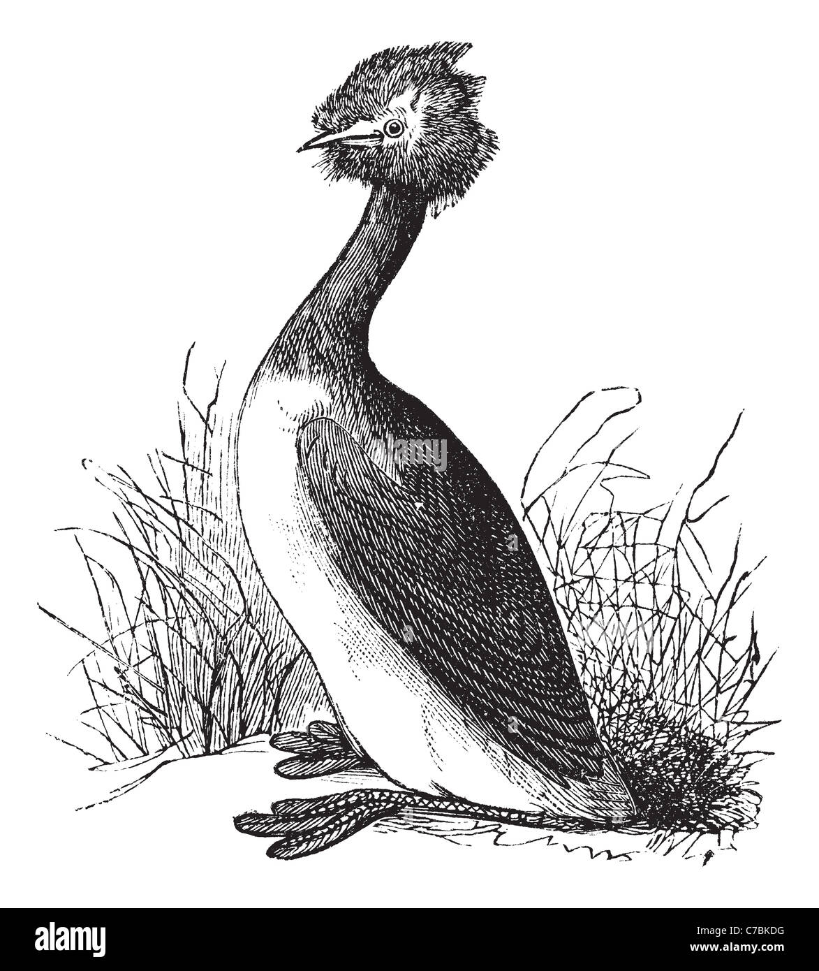 Svasso maggiore o Podiceps cristatus, vintage incisione. Vecchie illustrazioni incise di Svasso maggiore nel prato. Foto Stock