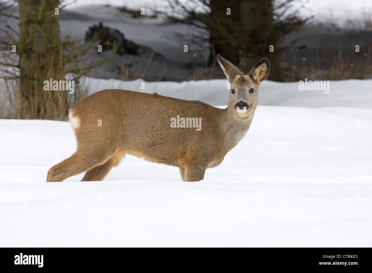 Capriolo in neve (Capreolus capreolus) Foto Stock