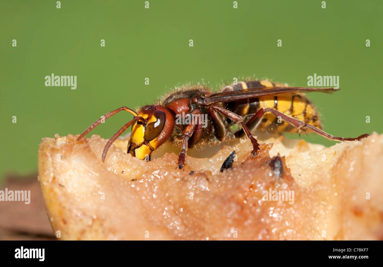 Hornet mangia windfalls ( Vespa crabro) Foto Stock