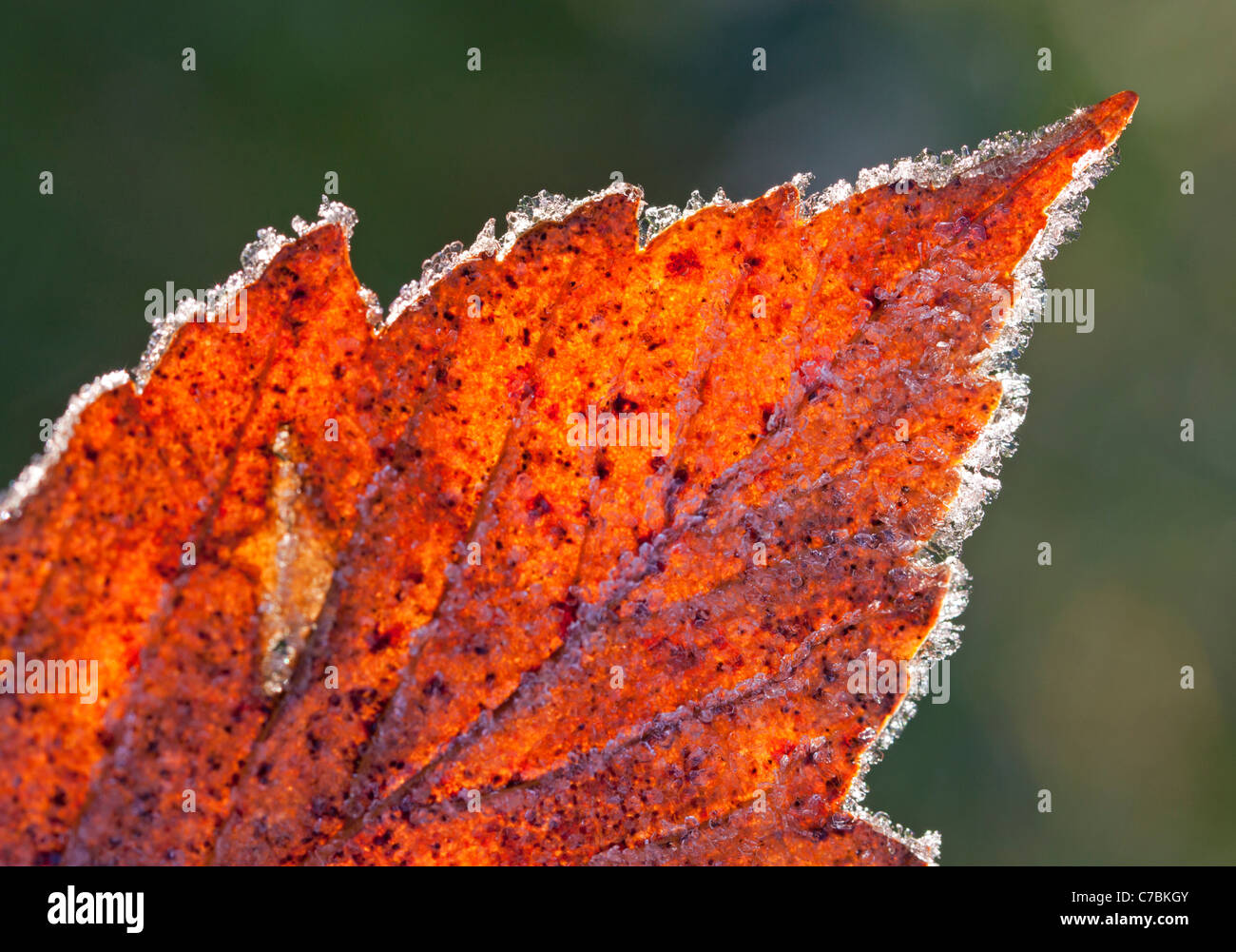 Foglie di autunno con brina Foto Stock