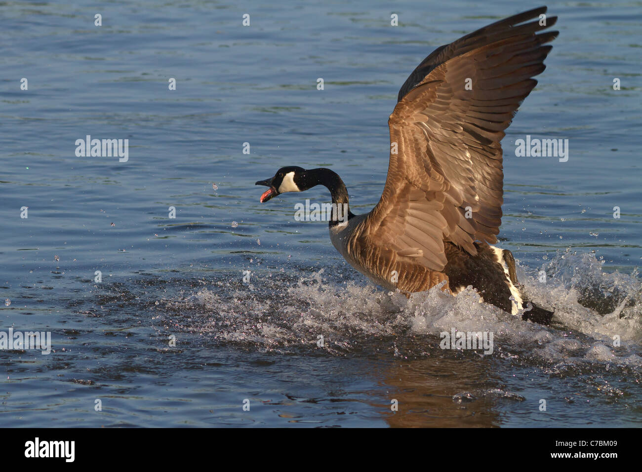 Canada Goose sbarcano su acqua Foto Stock