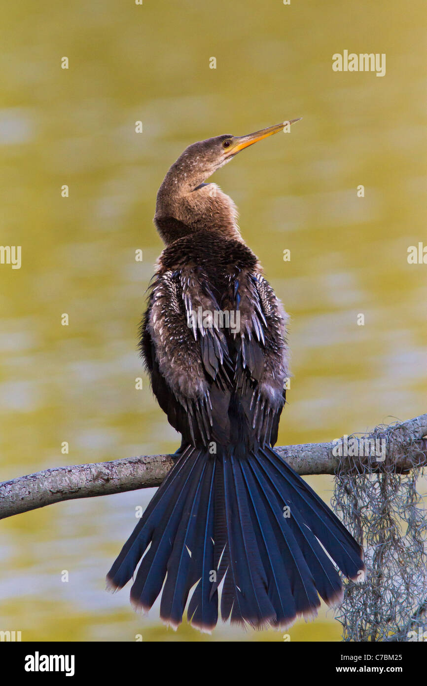 Anhinga asciugando le sue ali Foto Stock