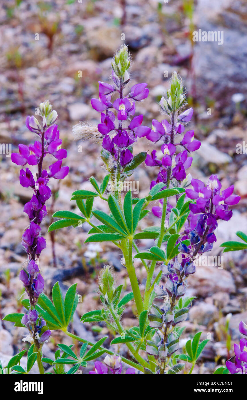 Deserto di lupino (Lupinus sparsiflorus), Anza-Borrego Desert State Park, California USA Foto Stock