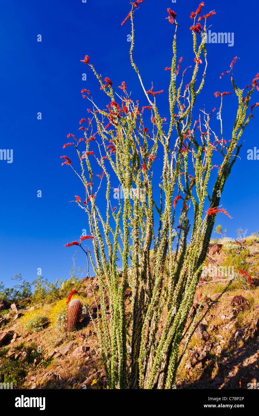 La luce del mattino sulla canna cactus e ocotillo, Anza-Borrego Desert State Park, California USA Foto Stock