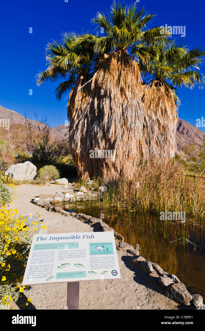 Palm Oasis e killi visualizzare presso il centro visitatori, Anza-Borrego Desert State Park, California USA Foto Stock
