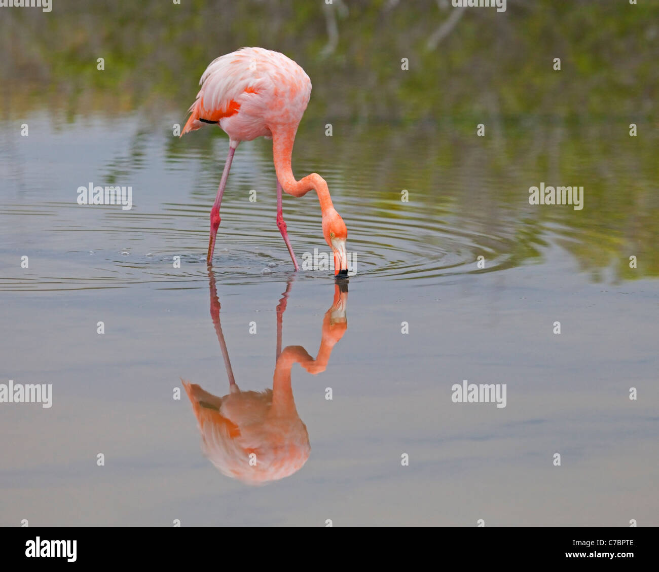 Il filtro americano del fenicottero (Phoenicopterus ruber) si nuota in una laguna salina poco profonda sulla costa dell'isola di Santa Cruz, Isole Galapagos Foto Stock