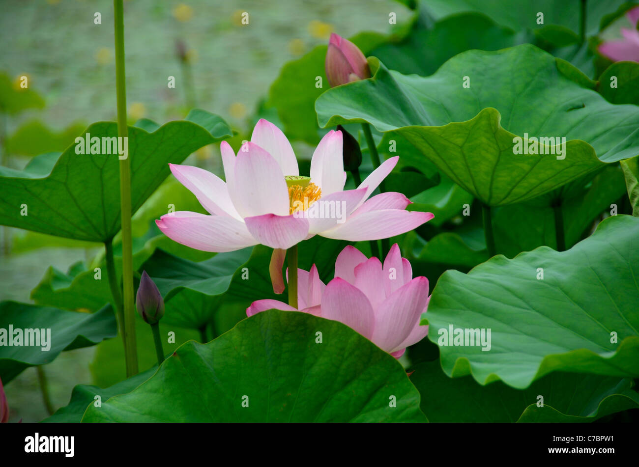 La luce rosa fiori di loto e foglie verdi. Foto Stock