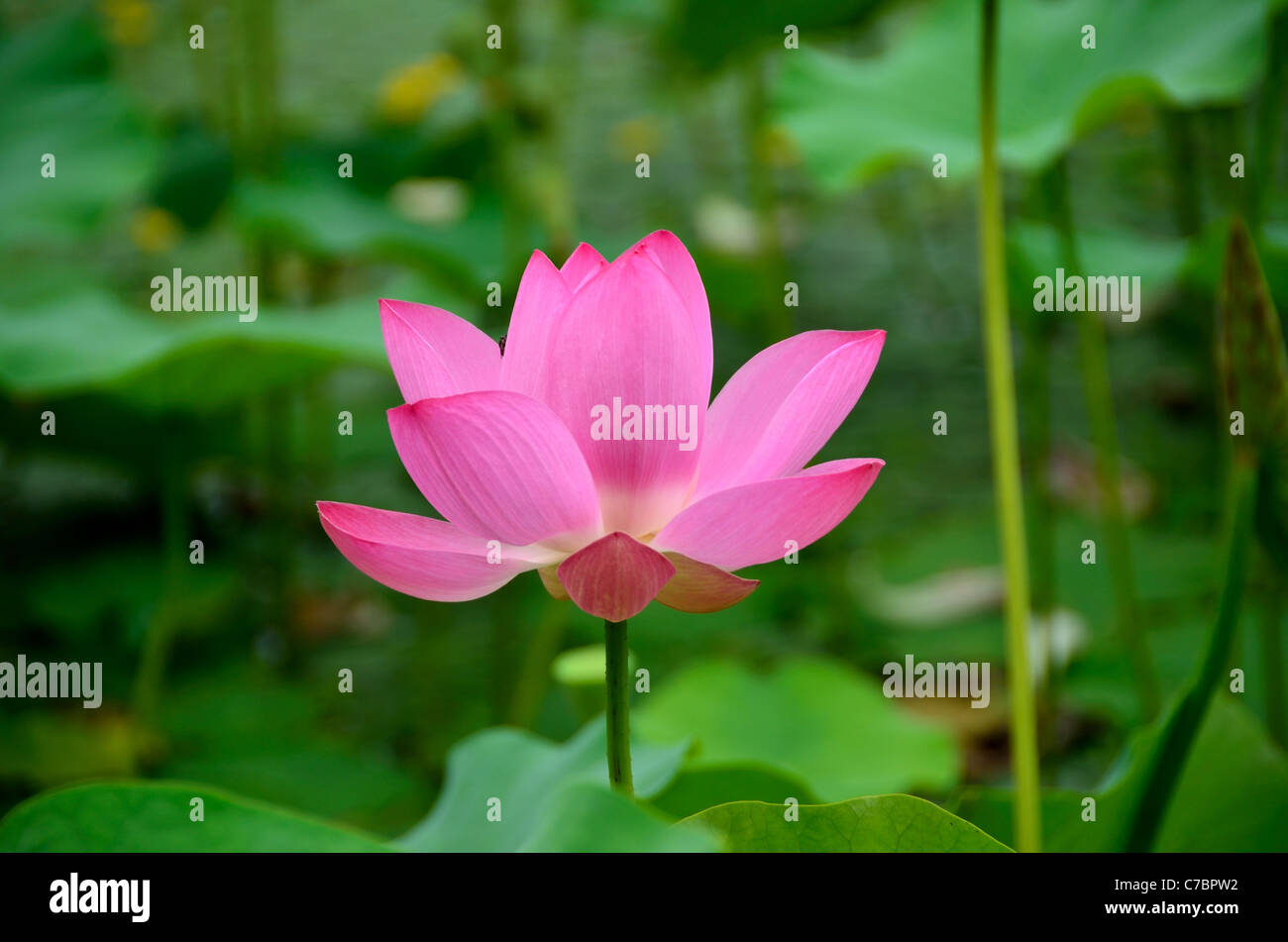 Rosa luminoso fiore di loto. Foto Stock