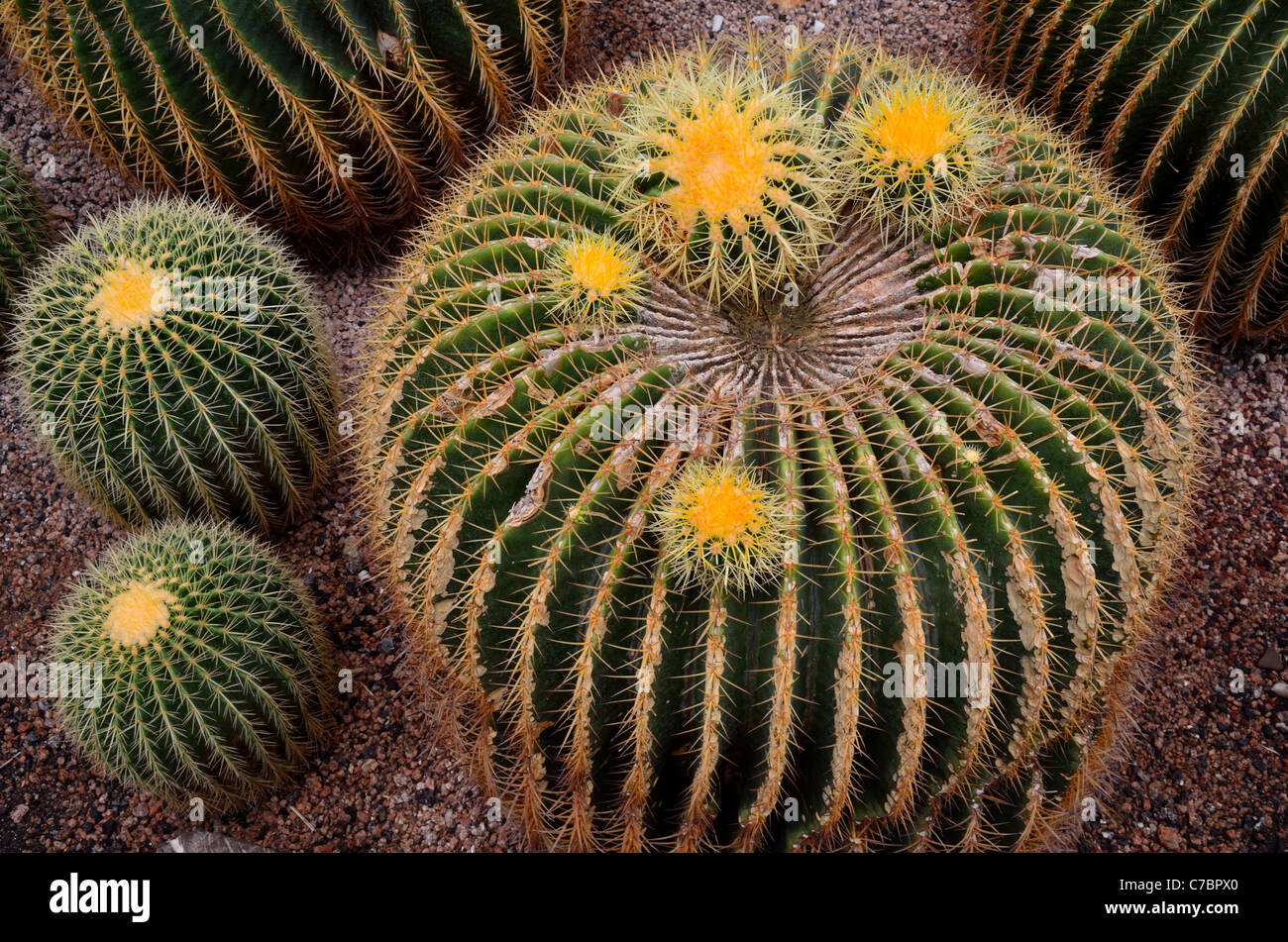 Grande a forma di sfera di cactus. Foto Stock
