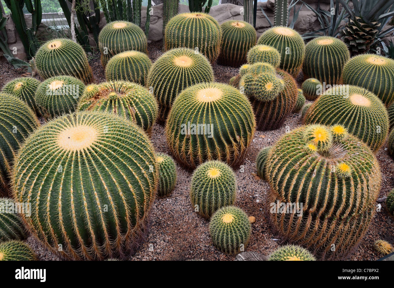 Giardino con sfera a forma di cactus. Foto Stock