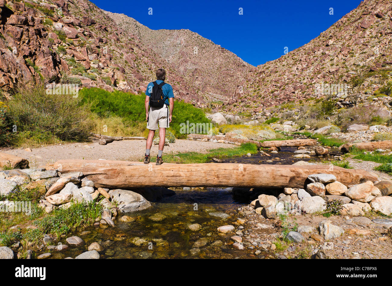 Escursionista in Borrego Palm Canyon, Anza-Borrego Desert State Park, California USA Foto Stock