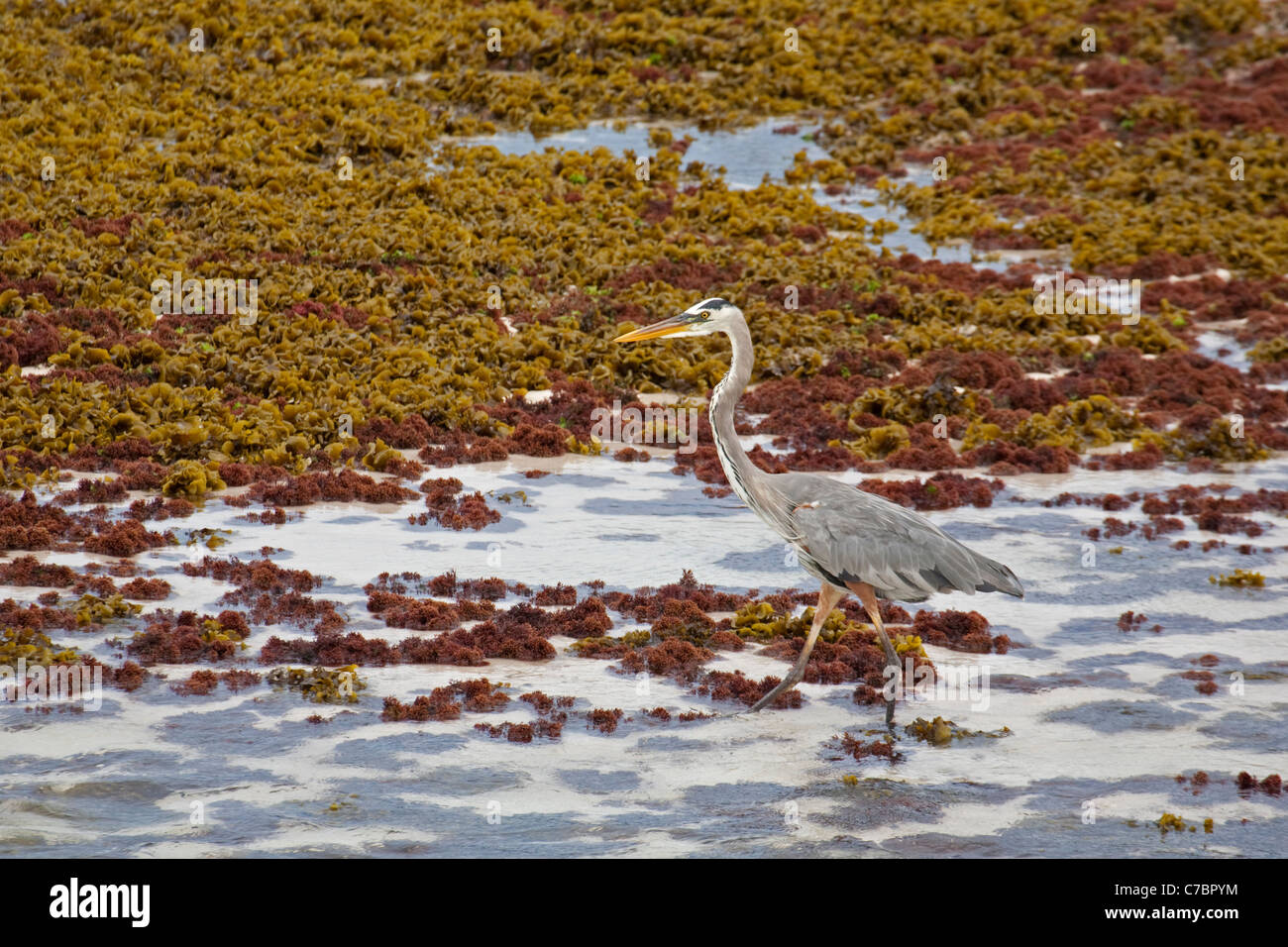 Great Blue Heron (Ardea erodias) guado lungo la costa dell'Isola di San Cristobal Foto Stock