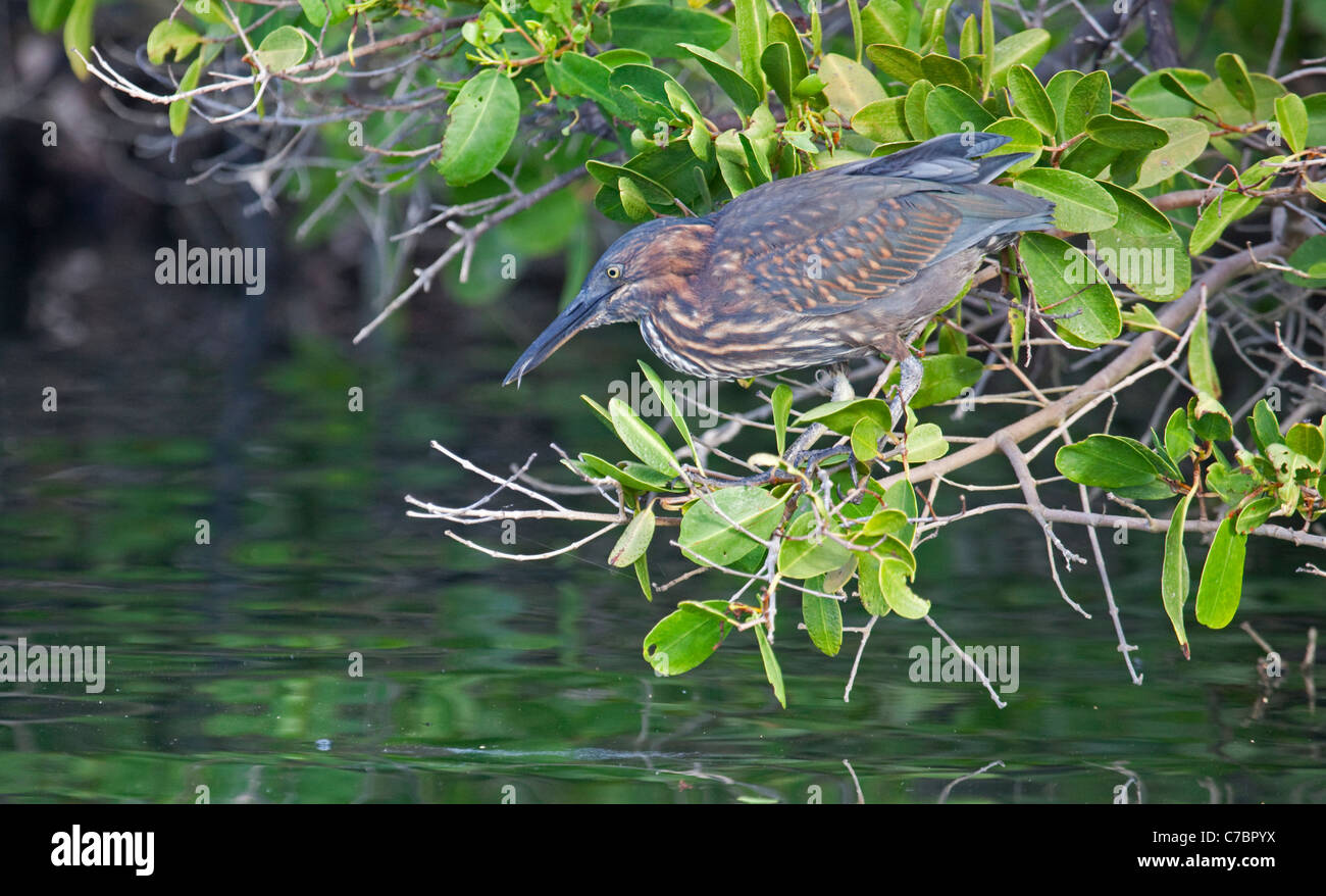 Airone striato (Butorides striata) caccia dal pesce persico su alberi di mangrovie nelle zone costiere estuario Foto Stock