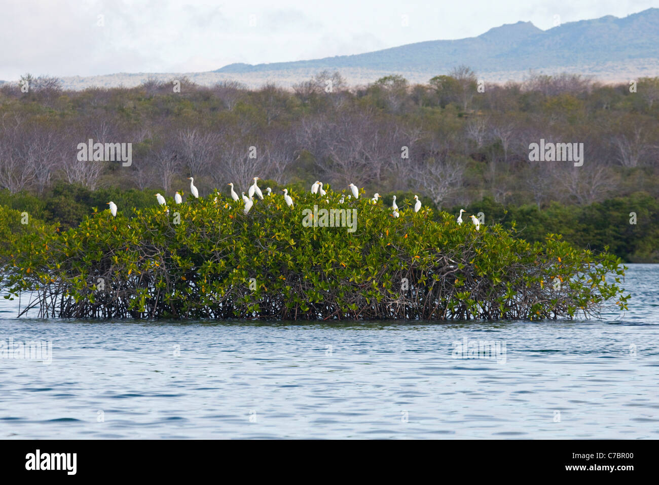 Aironi di bestiame (Bubulcus ibis) che si stagliano in un albero di mangrovie rosse, con una foresta tropicale secca sull'isola di Santa Cruz in lontananza. Foto Stock
