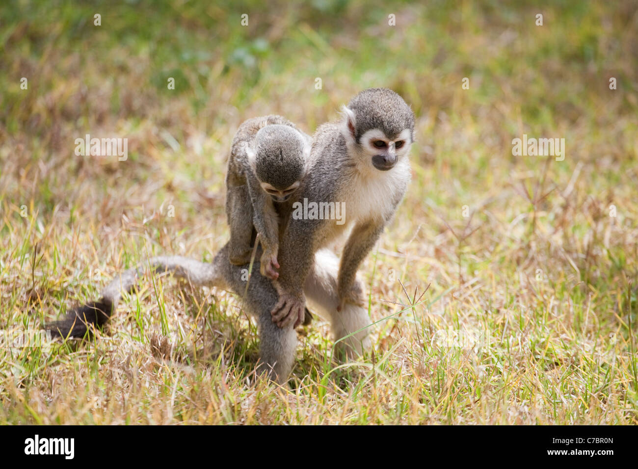 Madre sudamericana di scimmia scoiattolo (saimiri sciureus) che si foraging con il bambino sulla sua schiena in Ecuador Foto Stock
