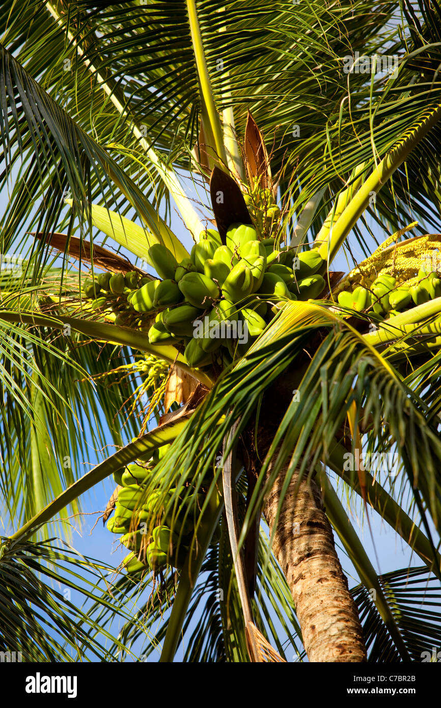 Coconut Palm Tree Foto Stock