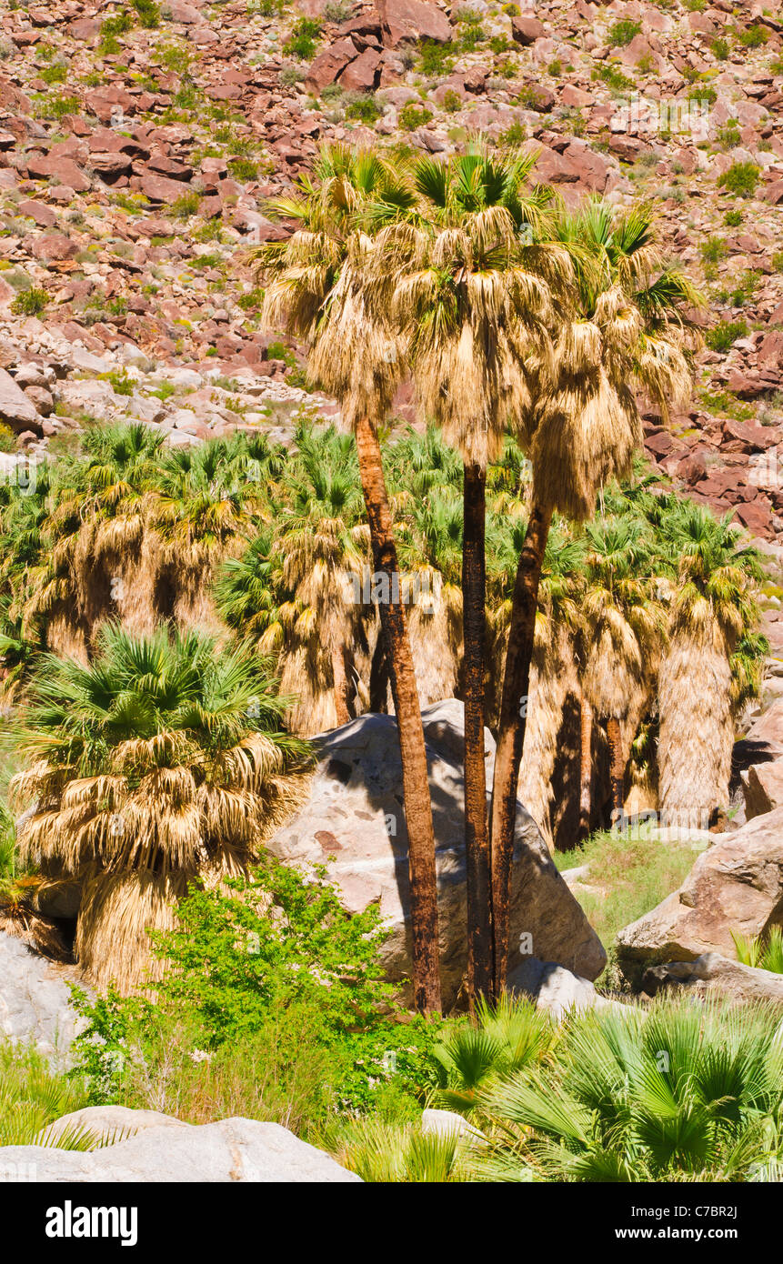Oasi in Borrego Palm Canyon, Anza-Borrego Desert State Park, California USA Foto Stock