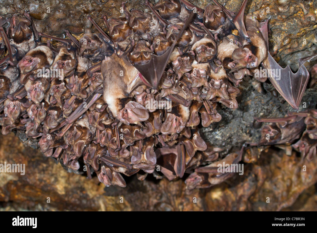 Una colonia di grandi zattini a coda libera (Otomops harrisoni) in una grotta, il Kenya centrale. Foto Stock