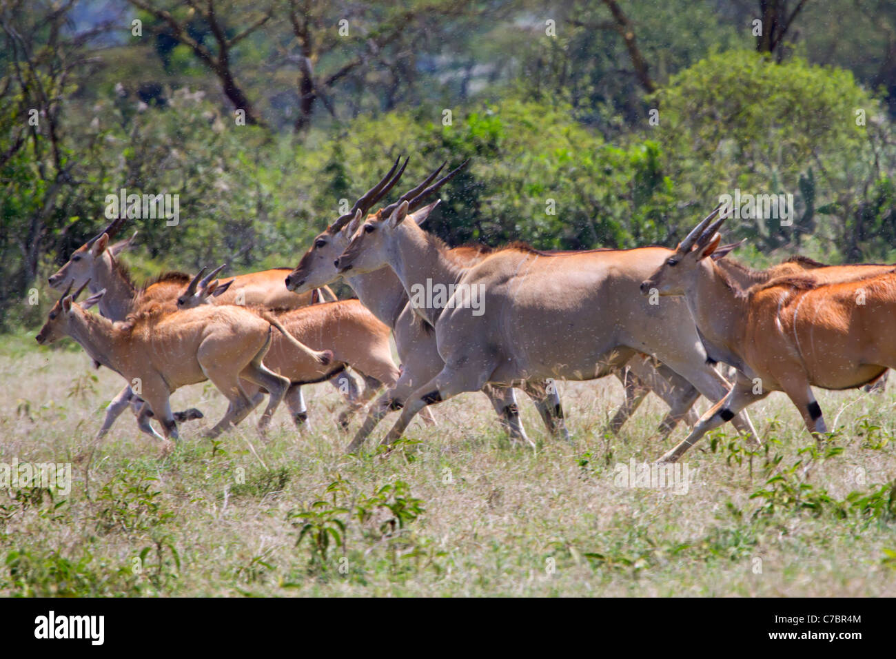 Le antilopi comuni (Taurotragus oryx) che corrono nella nube di insetti che allattano sangue, Kenya centirrale. Foto Stock