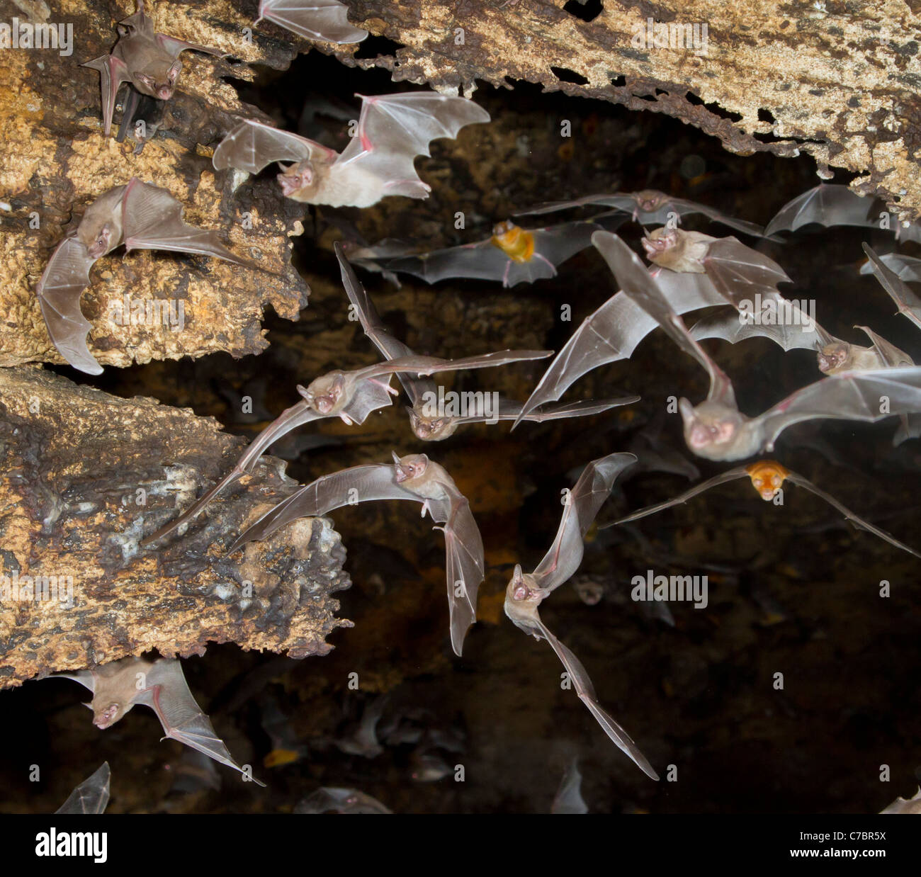 Un gruppo di emergenza dei pipistrelli africani a coda di guaina (Coleura afra) da una grotta, il Kenya costiero. Foto Stock