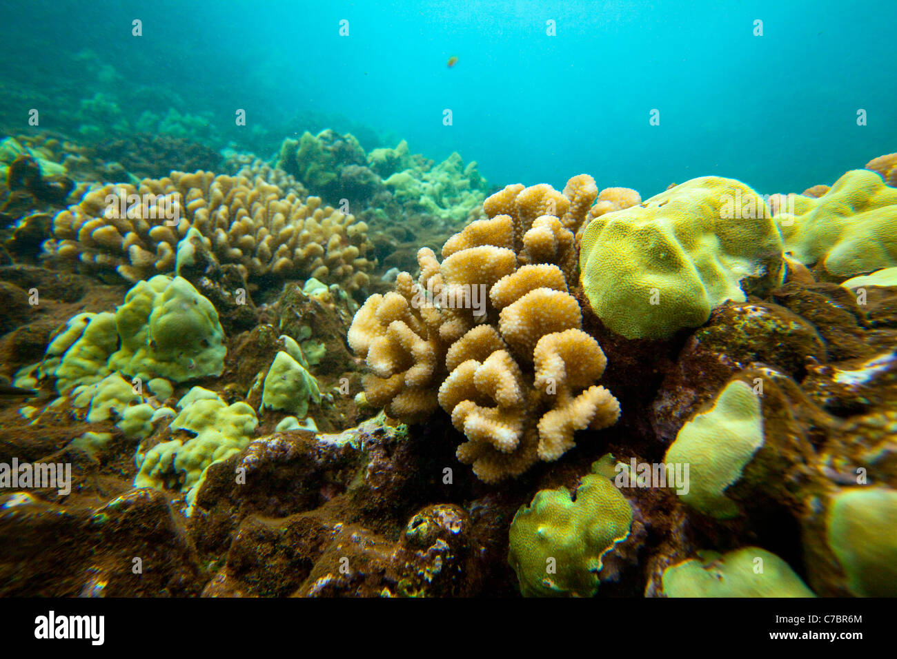 Nanahoa, pinnacoli, cinque aghi, Lanai, Hawaii Foto Stock