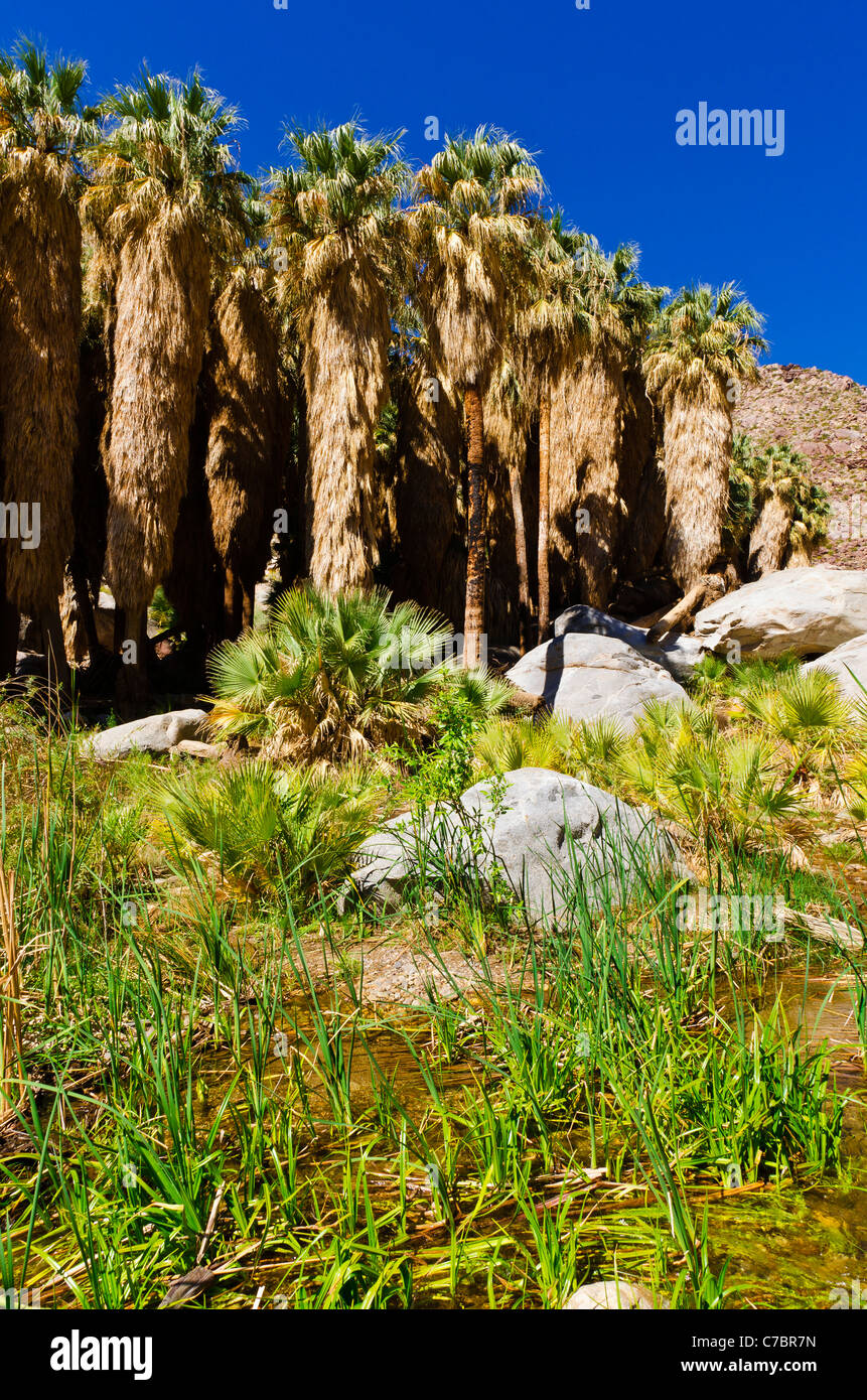 Oasi in Borrego Palm Canyon, Anza-Borrego Desert State Park, California USA Foto Stock