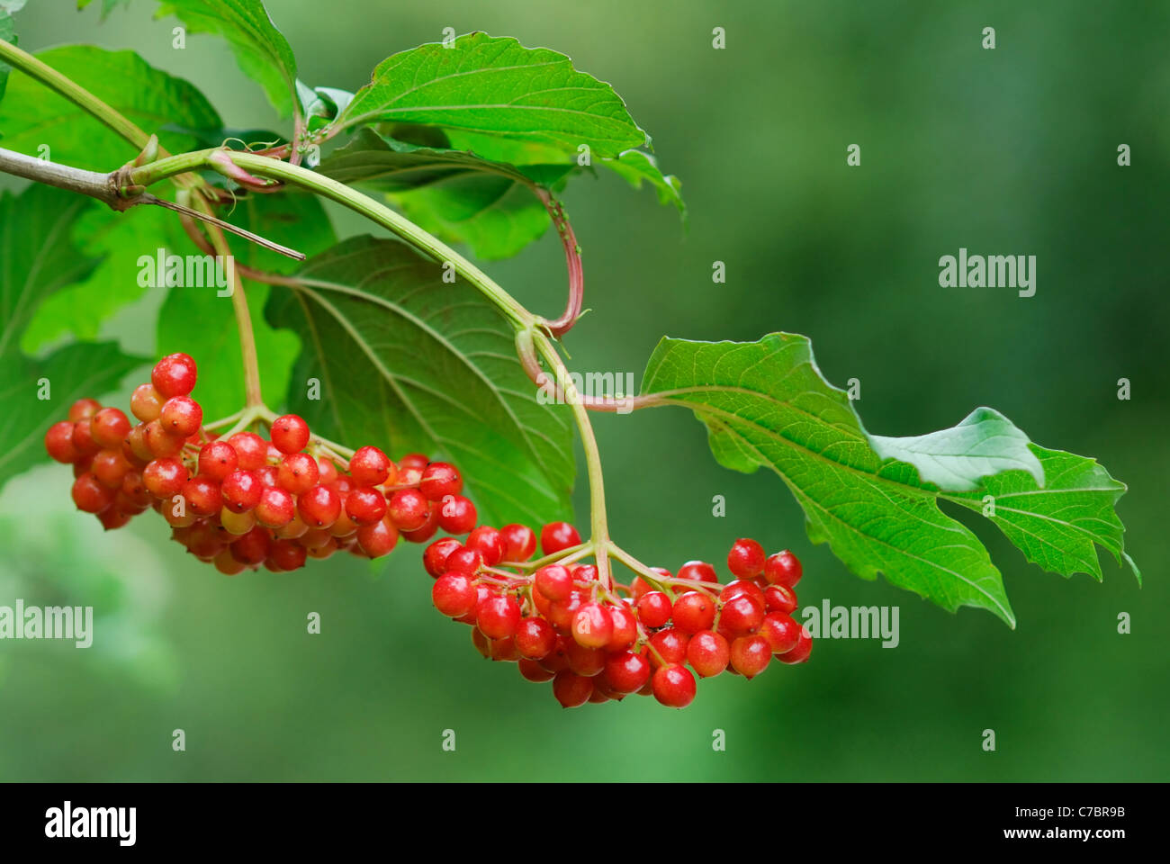 Viburno Rose (Viburnum opulus) bacche nel Somerset livelli. Foto Stock